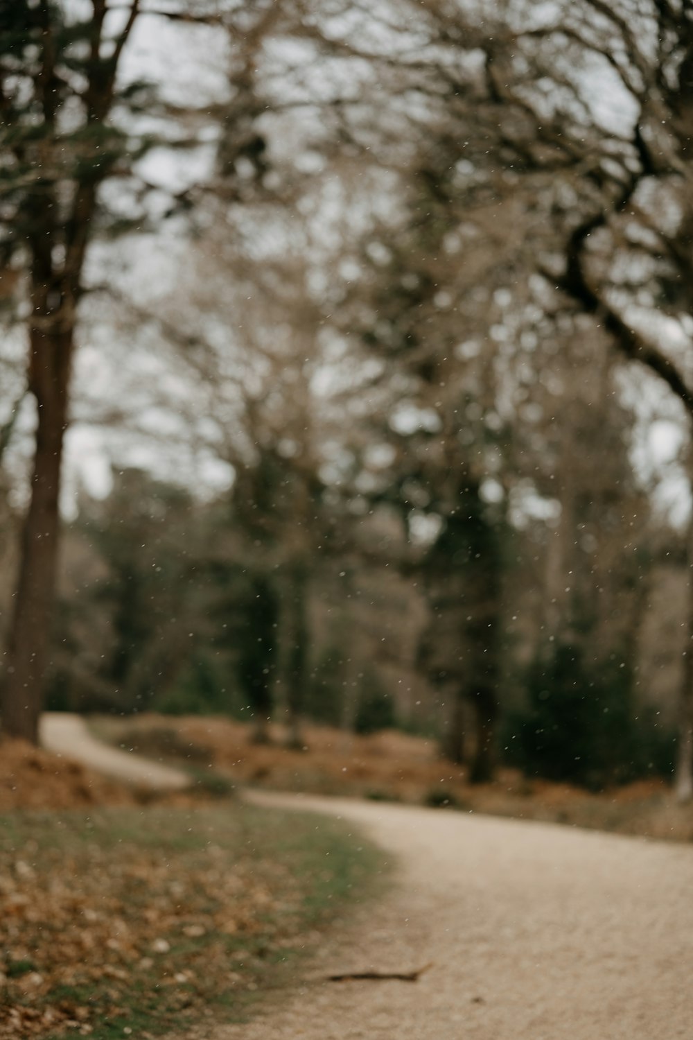 a person walking down a path in the woods