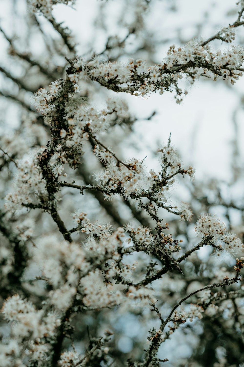 a close up of a tree with white flowers