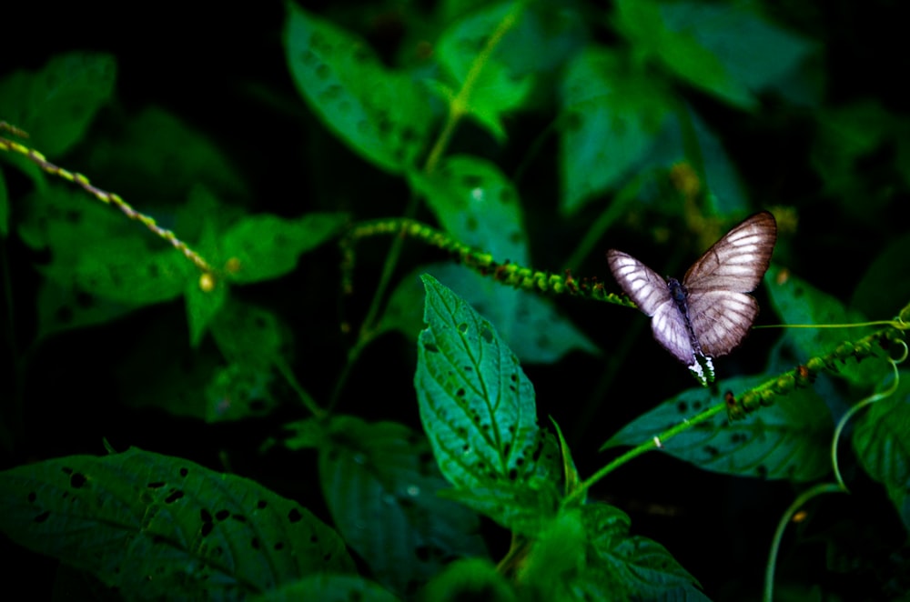 a butterfly sitting on top of a green plant