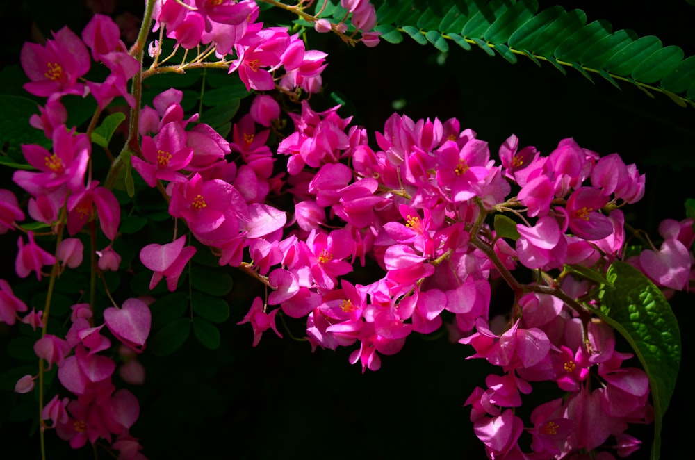 a bunch of pink flowers with green leaves