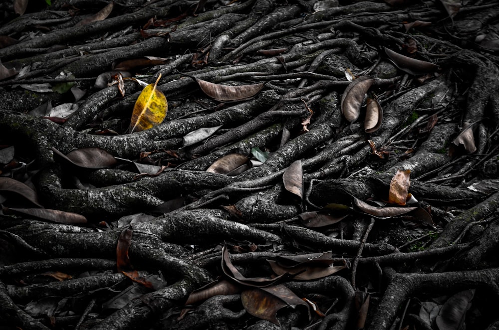 a bunch of tree roots with a yellow tag on it