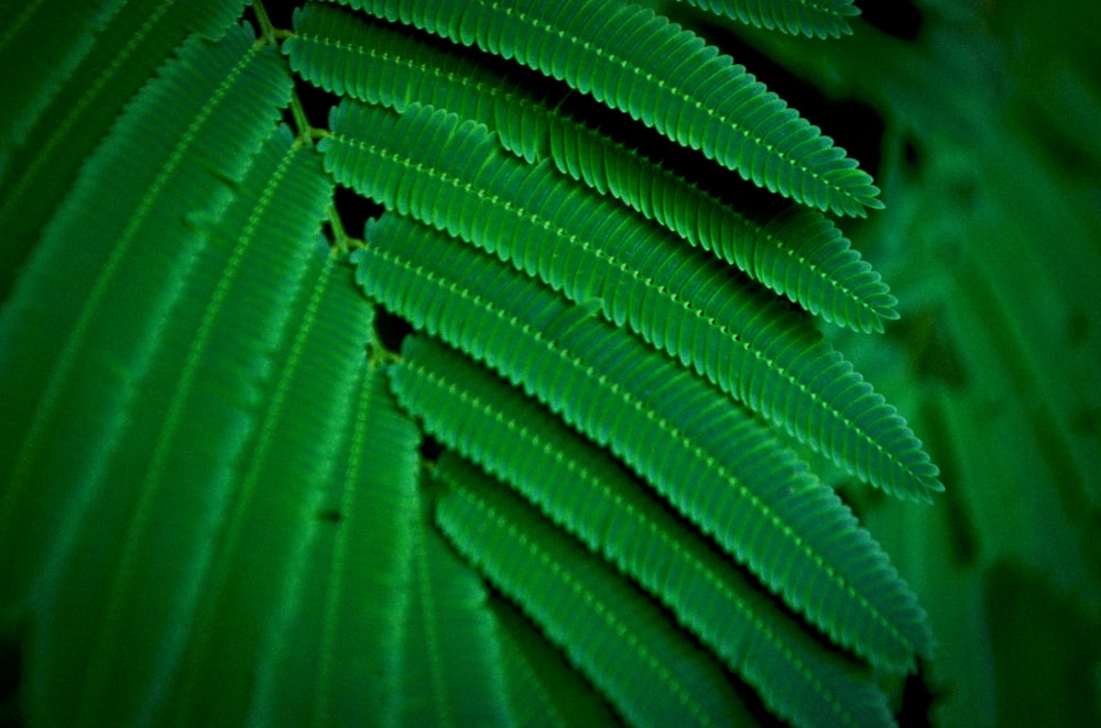 a close up view of a green leaf