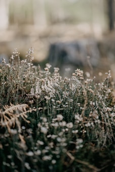 The image depicts a serene natural environment with a focus on small white flowers and green foliage. The background is blurred, giving an impression of a forest or woodland setting.