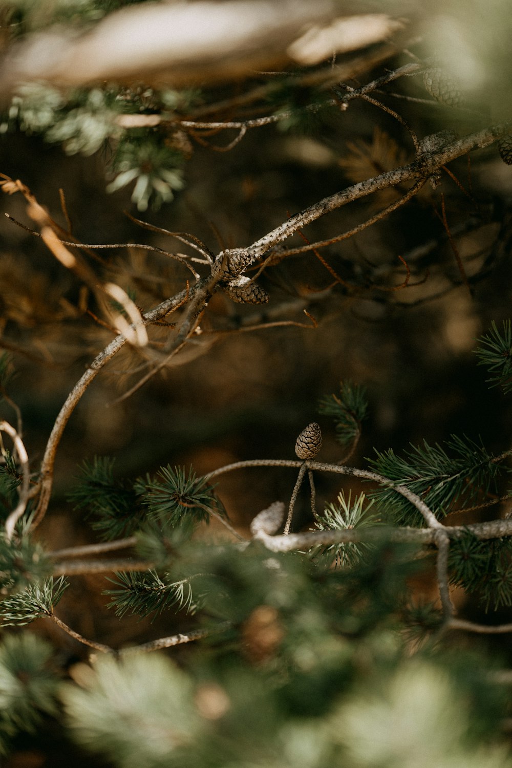 a small bird perched on a branch of a tree