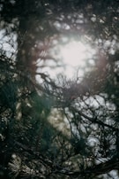 Painting capturing the soft light filtering through pine needles.