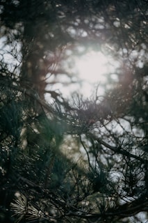 Painting capturing the soft light filtering through pine needles.