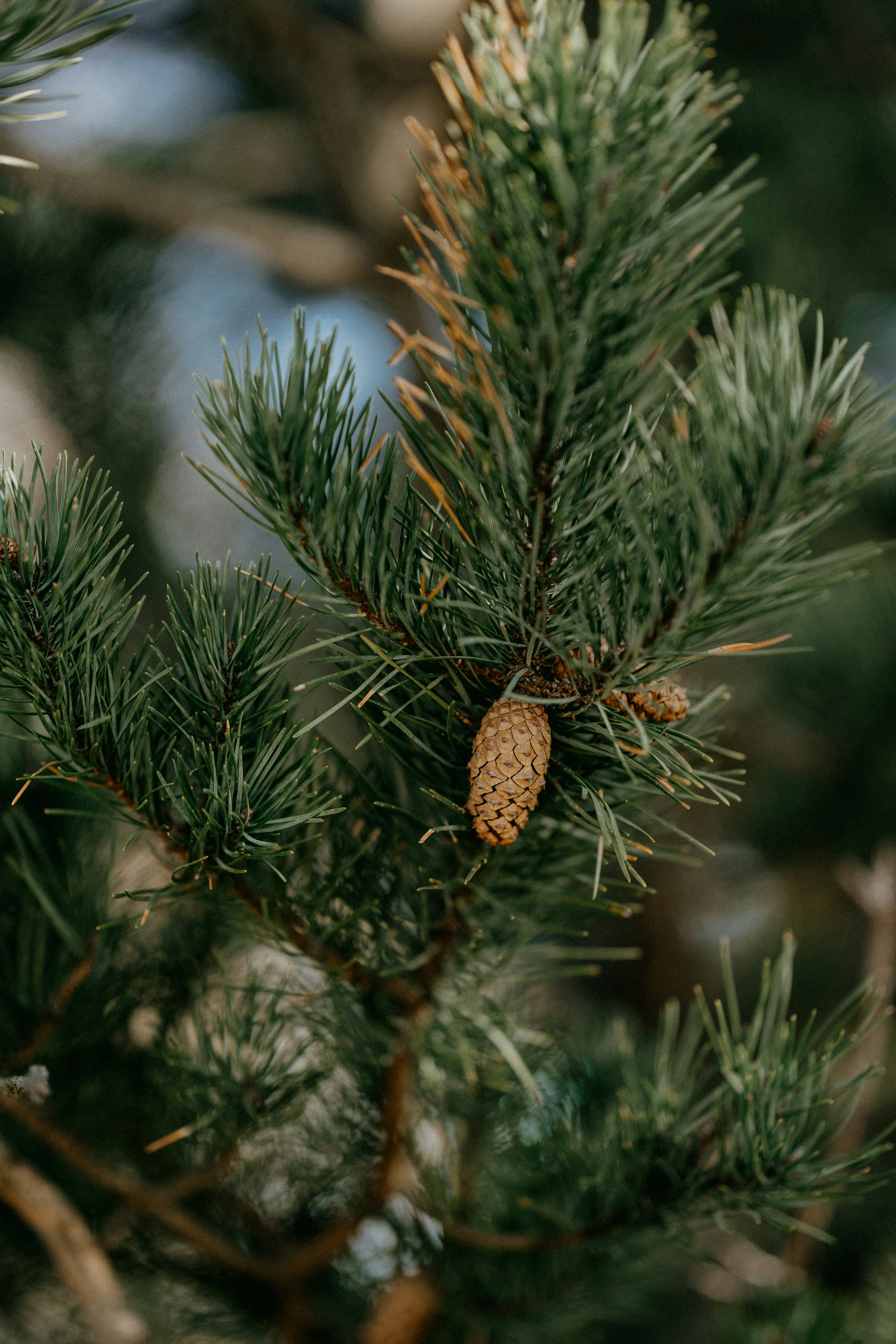 Photo by anniespratt