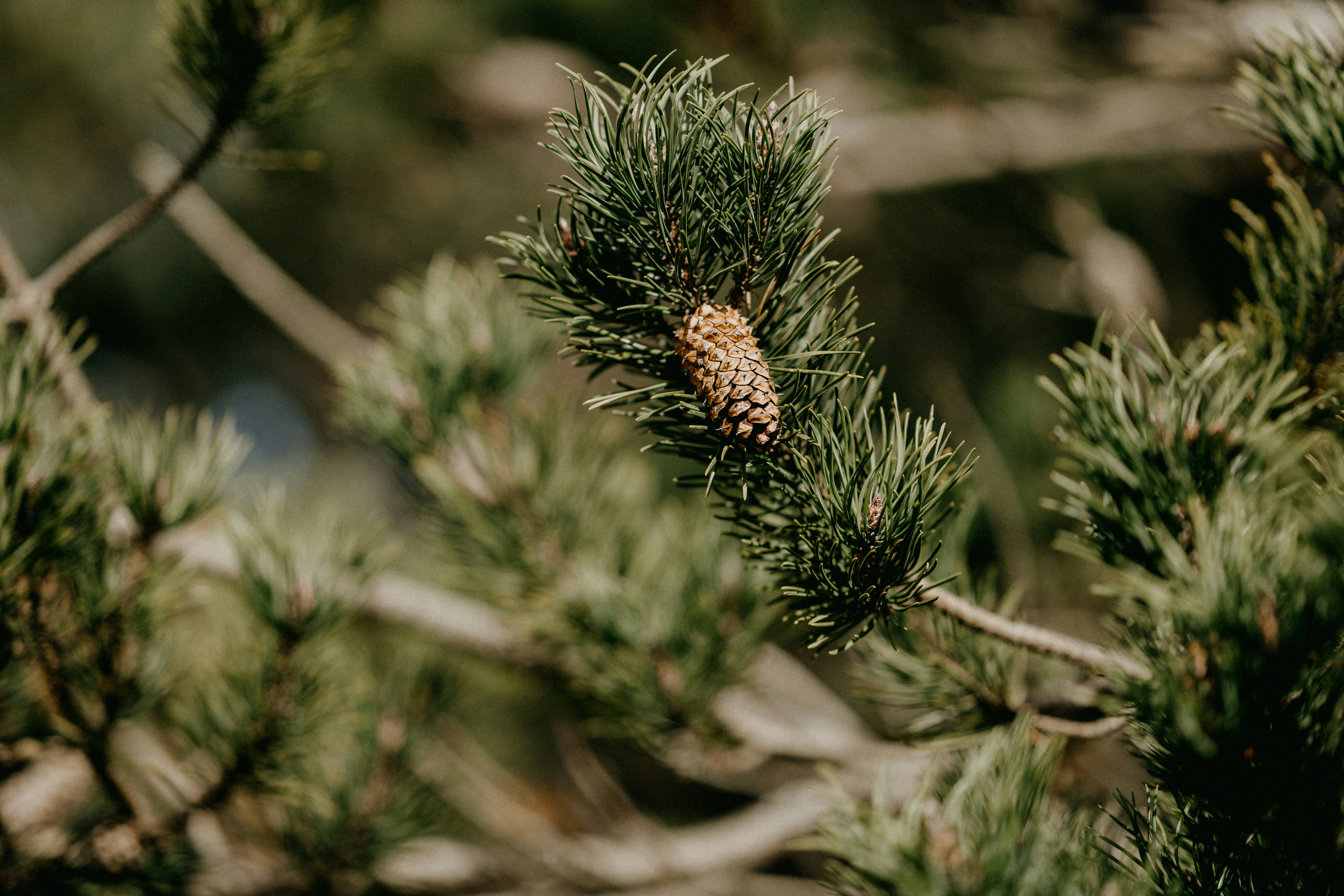 Photo by anniespratt