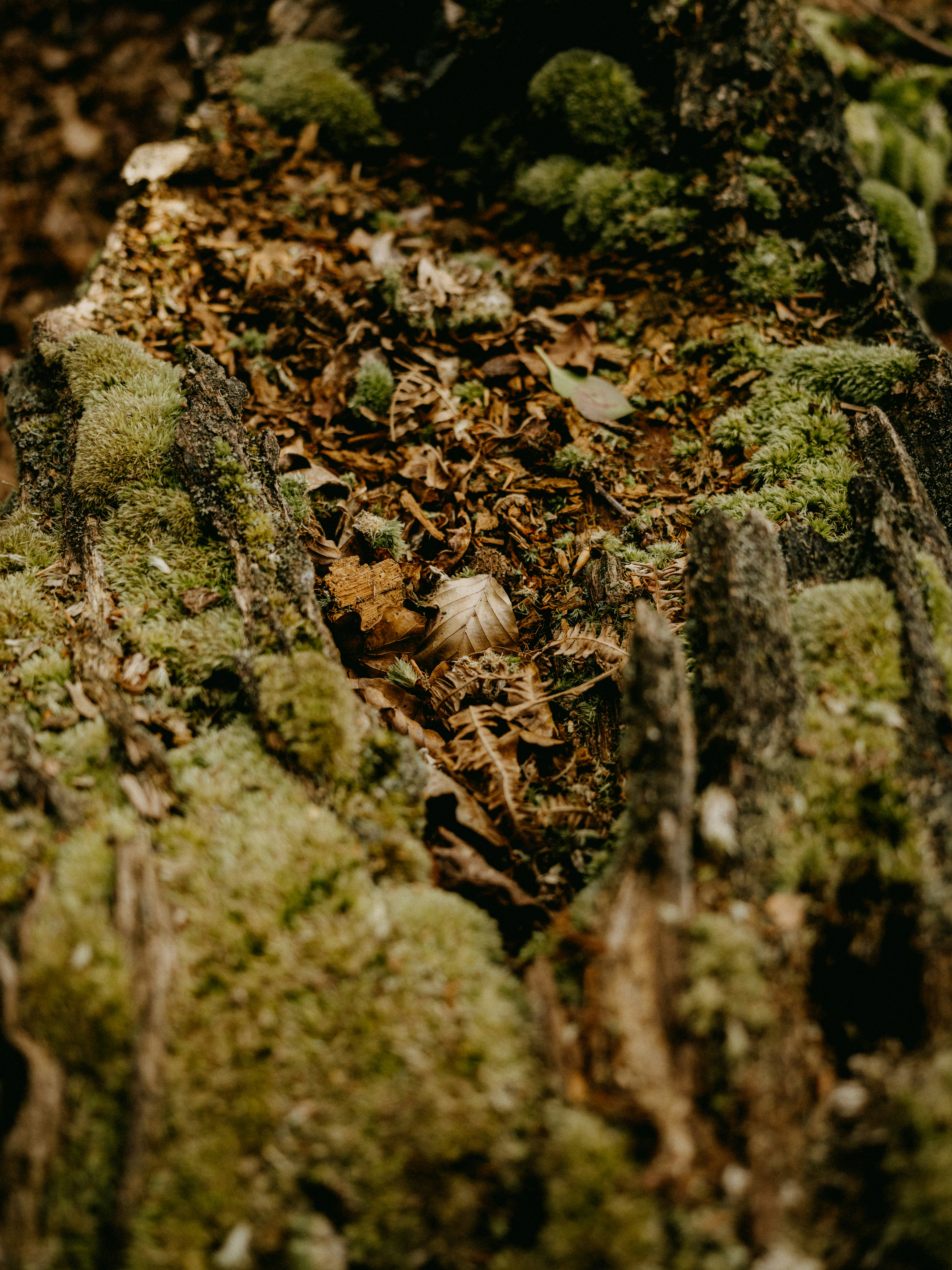 Photo by anniespratt