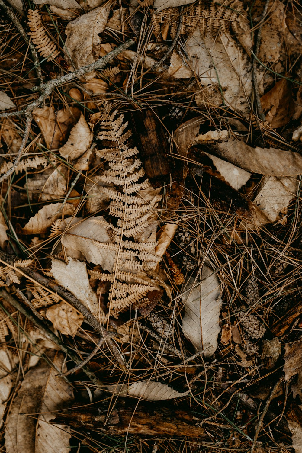 a close up of leaves and grass on the ground