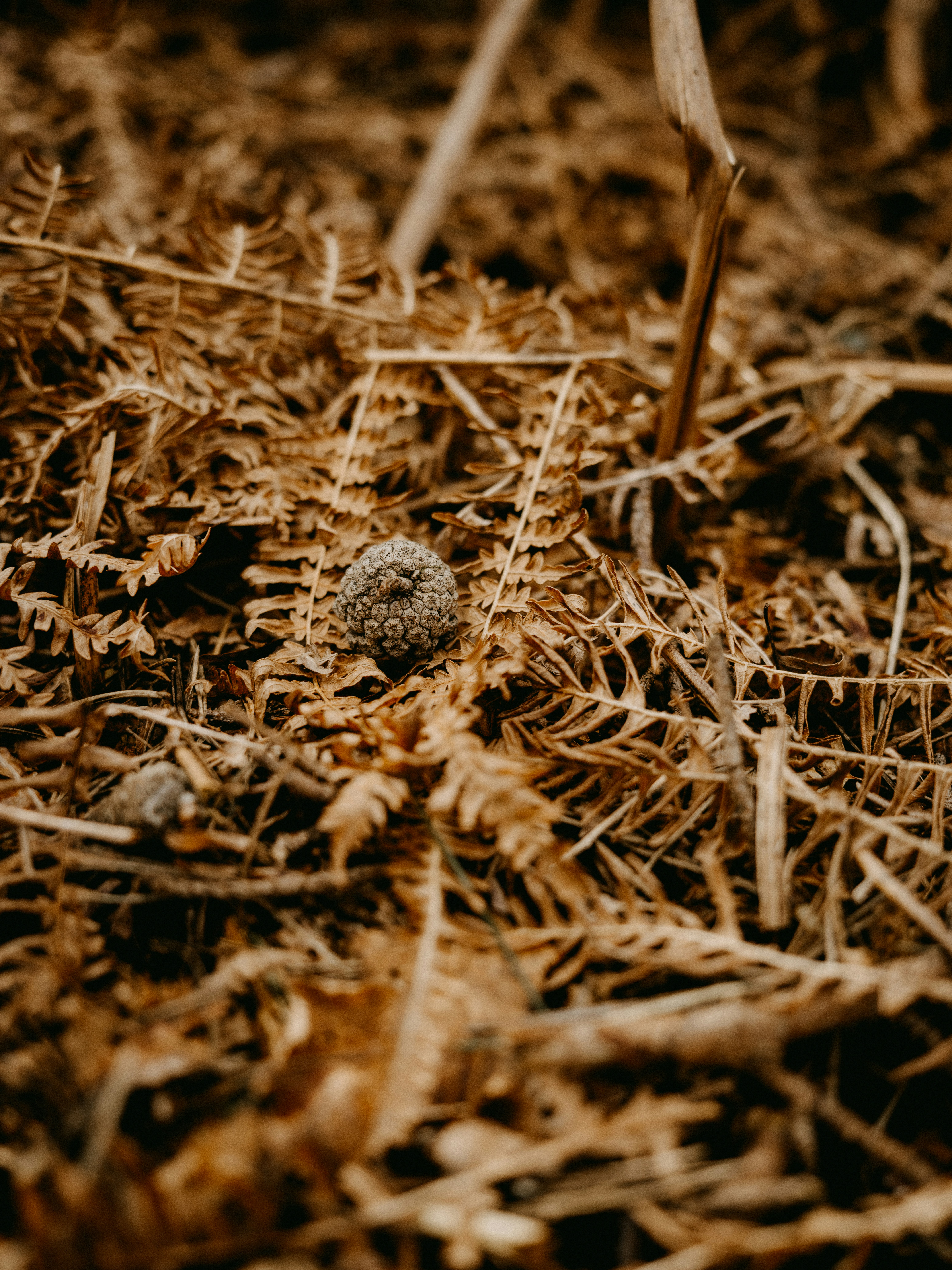 a close up of a small ball in the grass