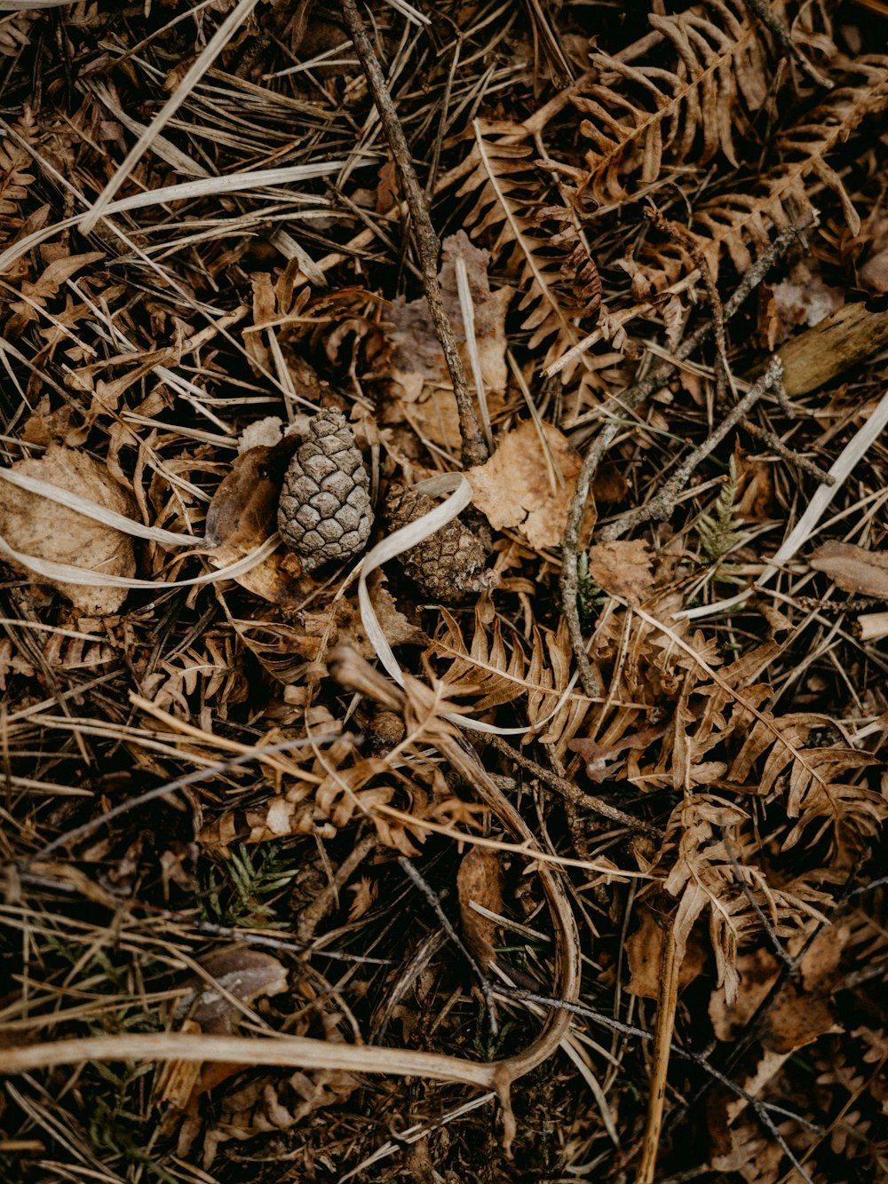a pine cone is laying on the ground