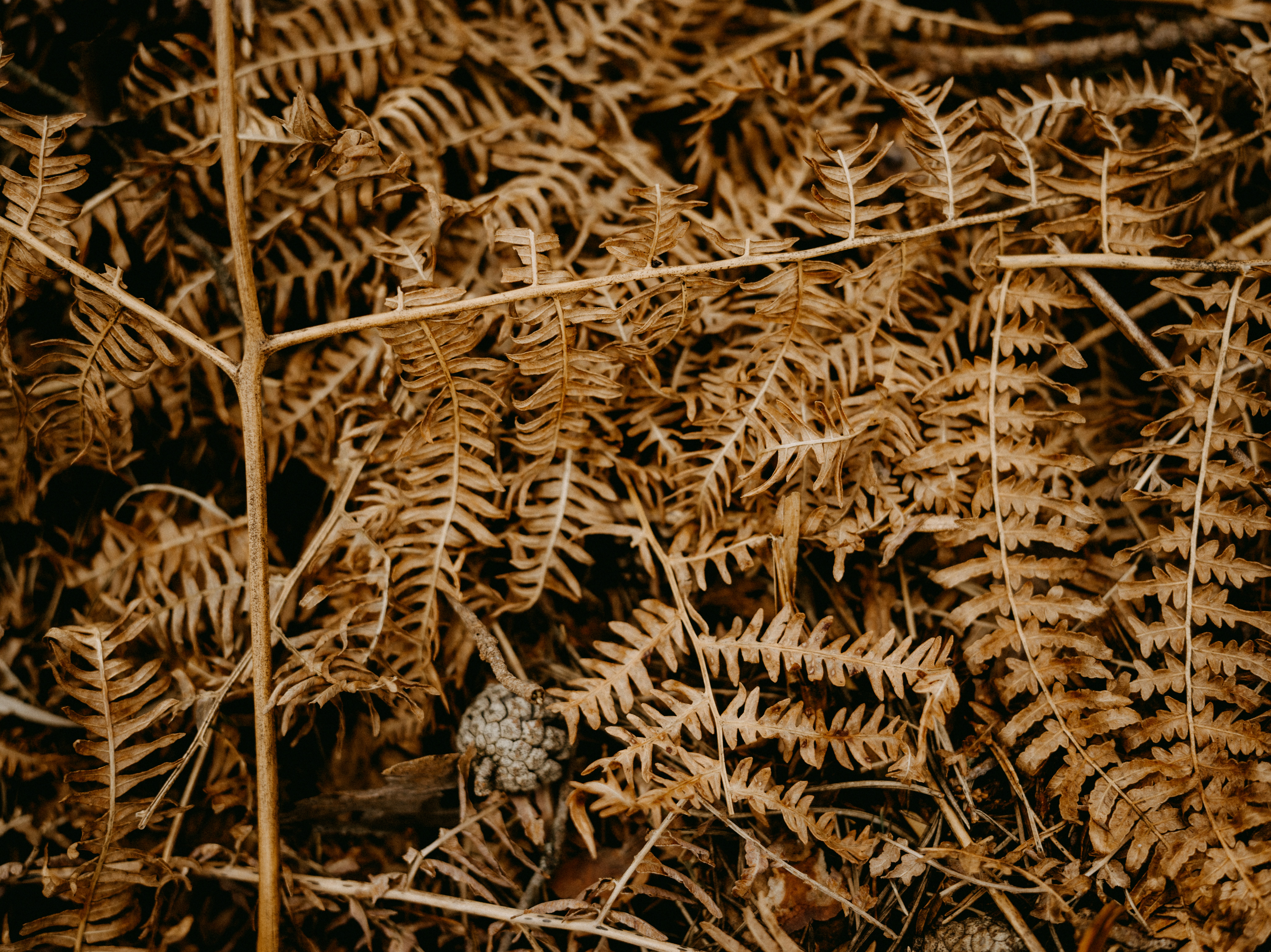 Photo by anniespratt