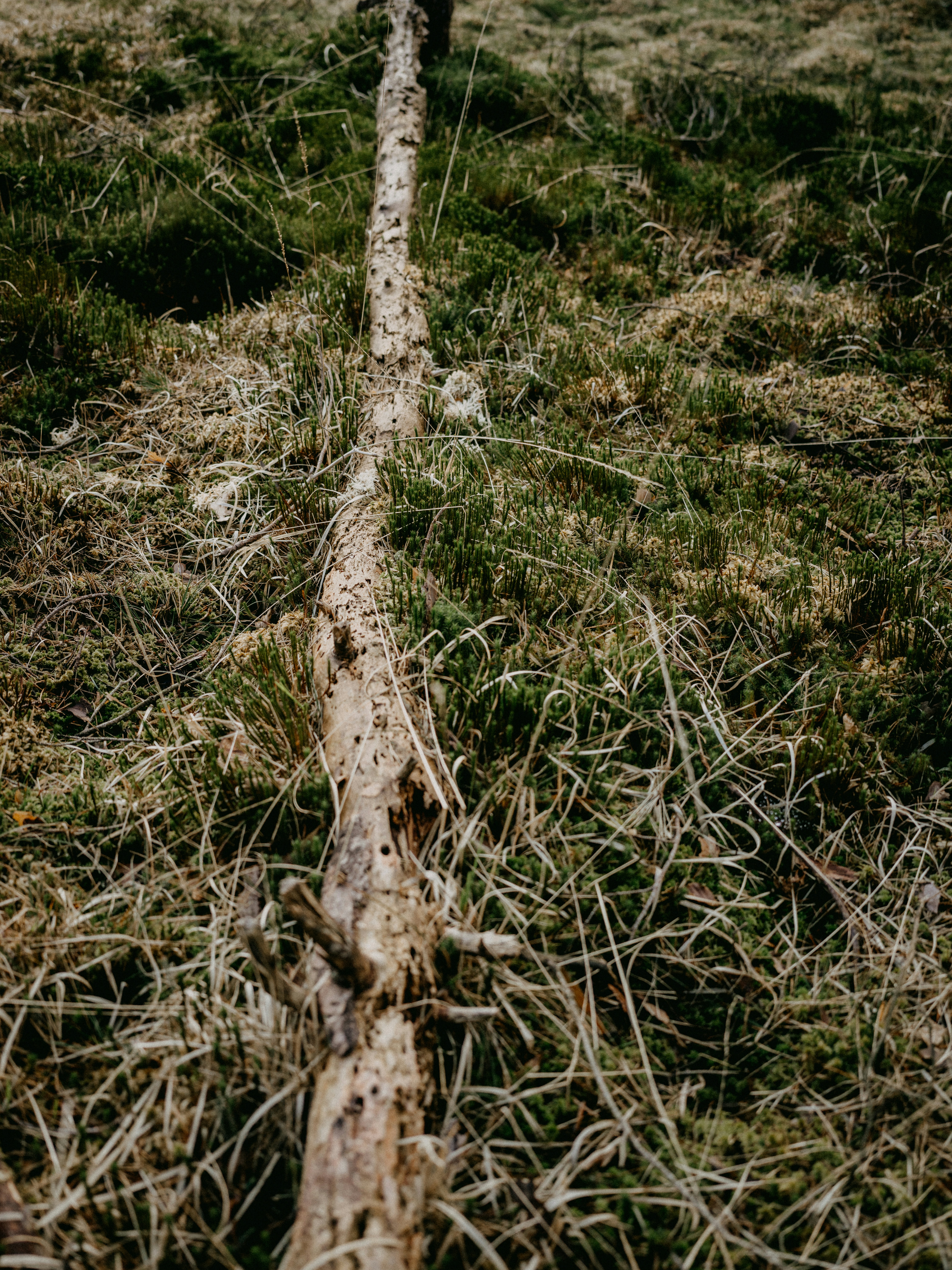 Photo by anniespratt