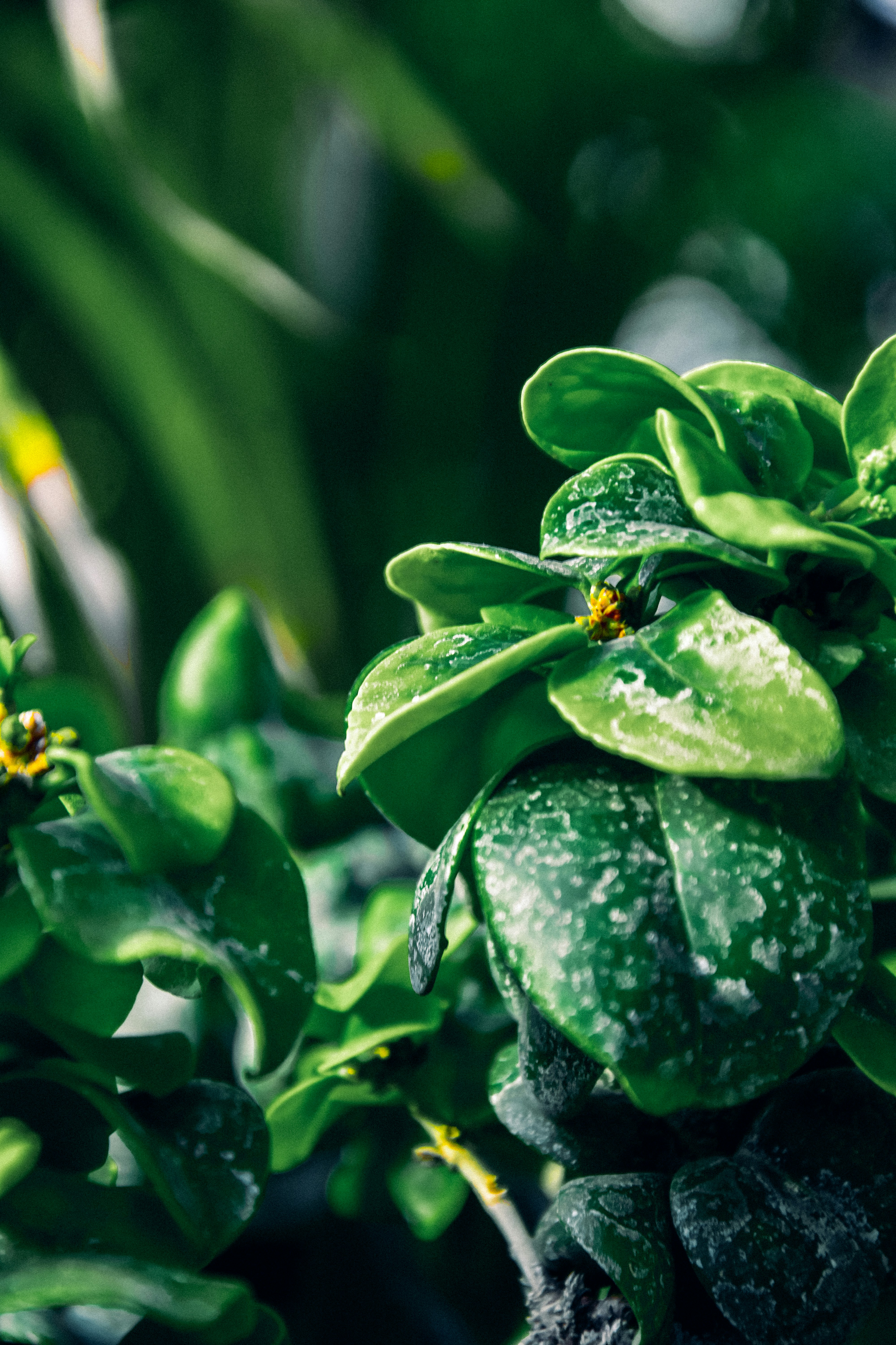 Photo by impermanent