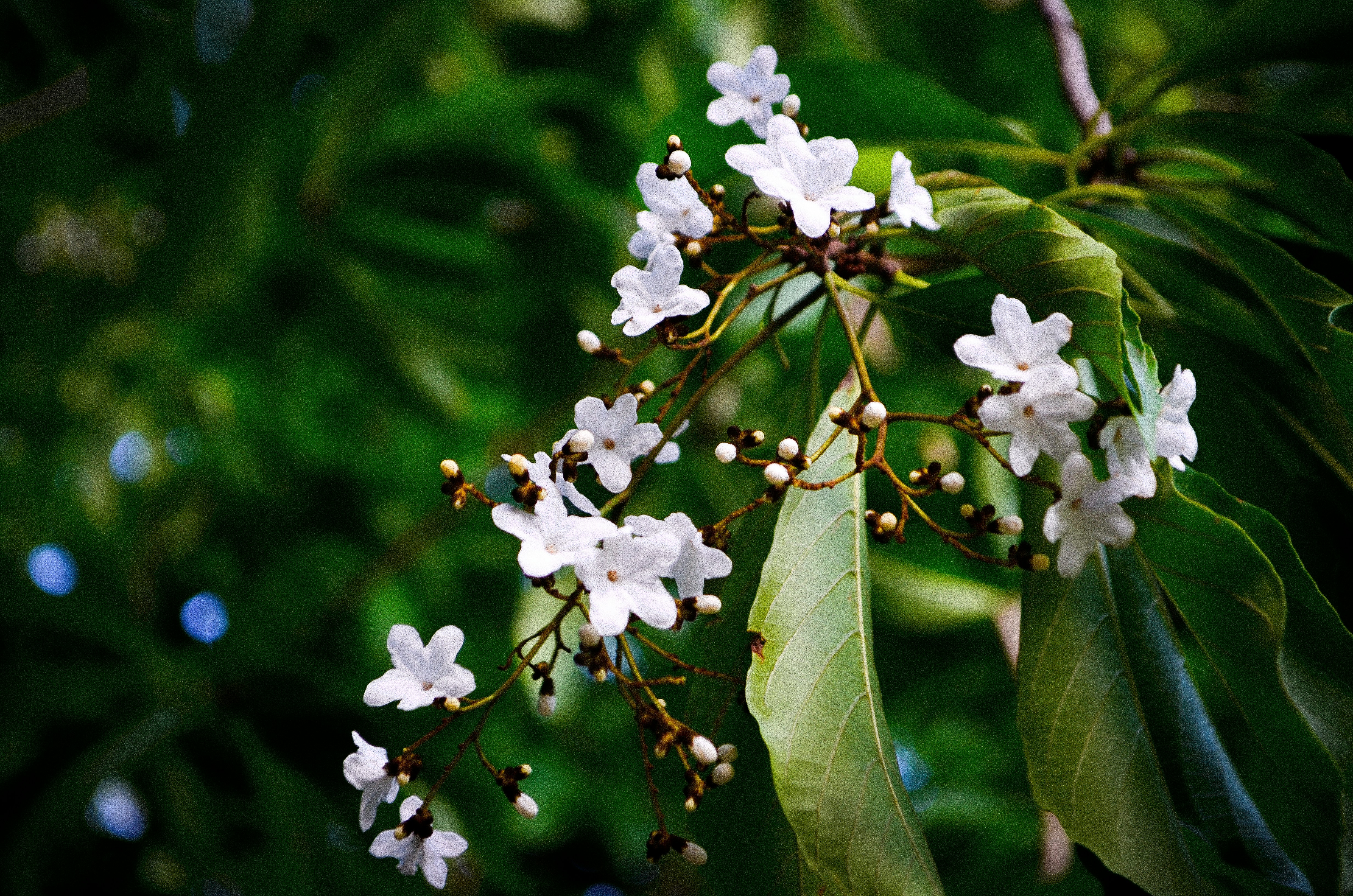 Photo by elinemarrieth