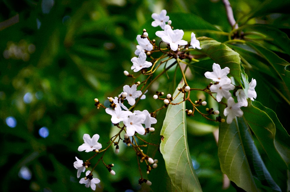 a bunch of white flowers on a tree