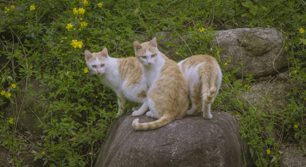 two cats sitting on top of a rock in a field