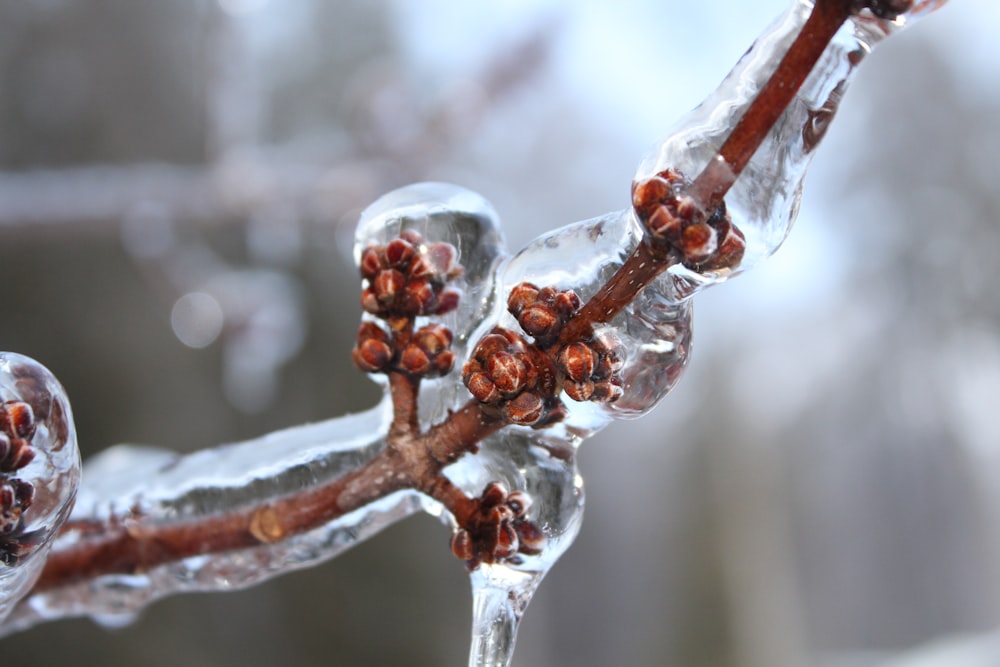 a close up of a tree branch with ice on it