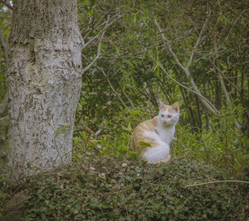 an orange and white cat sitting next to a tree