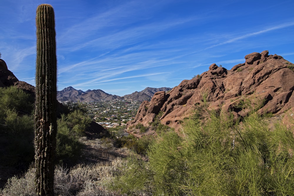a large cactus in the foreground with mountains in the background