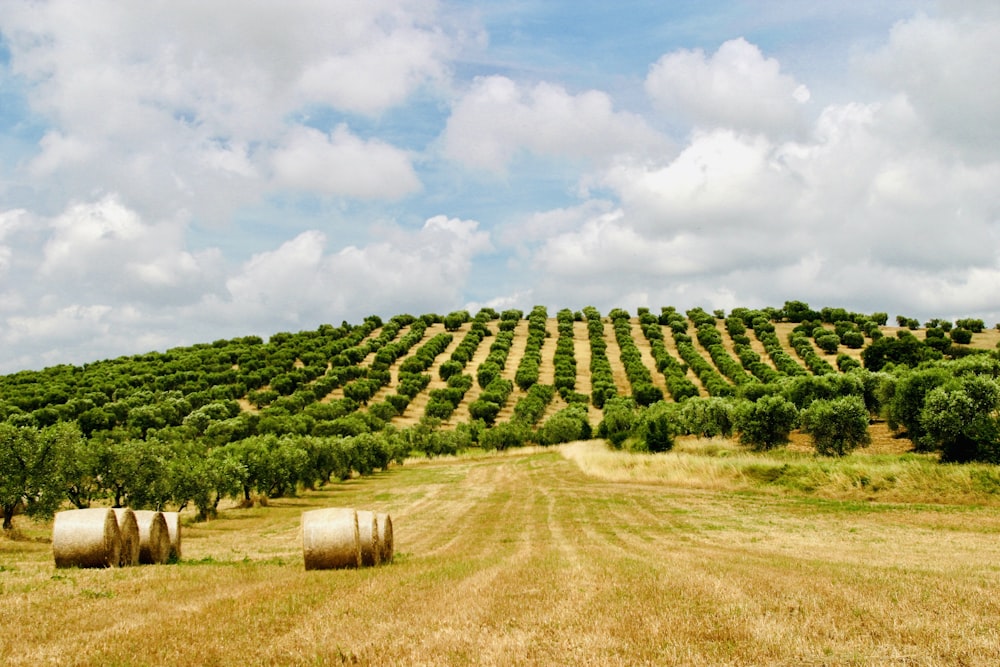 a field with bales of hay in the middle of it