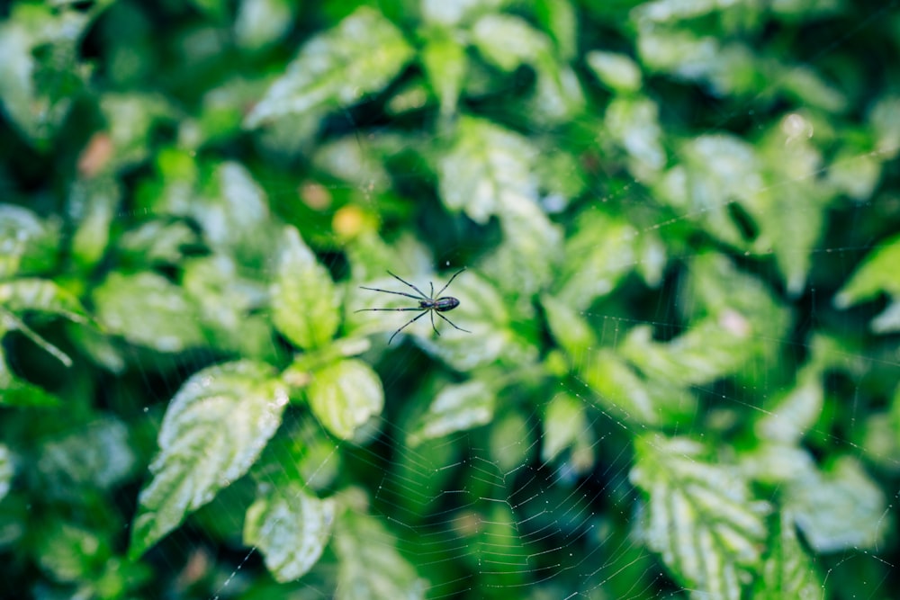 a spider sits on its web in the middle of a plant