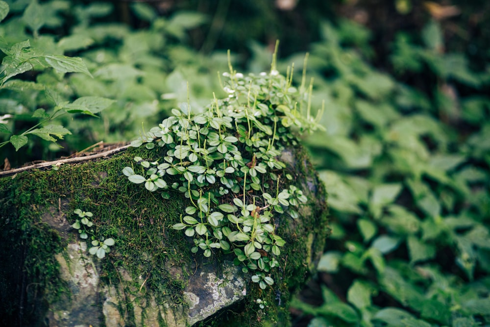 a moss covered rock in the middle of a forest