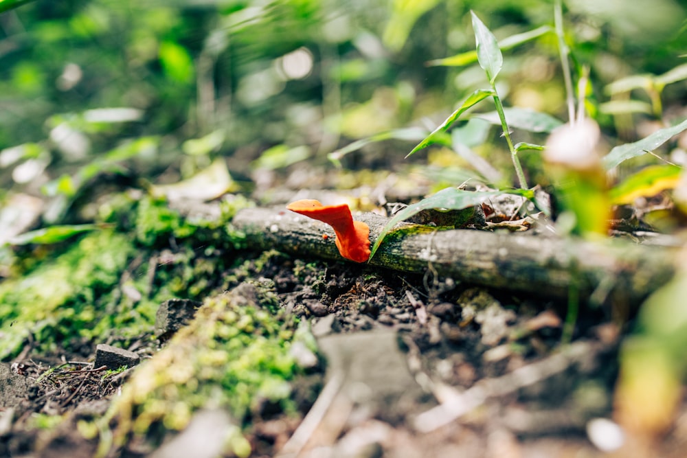 a small red flower sitting on top of a forest floor