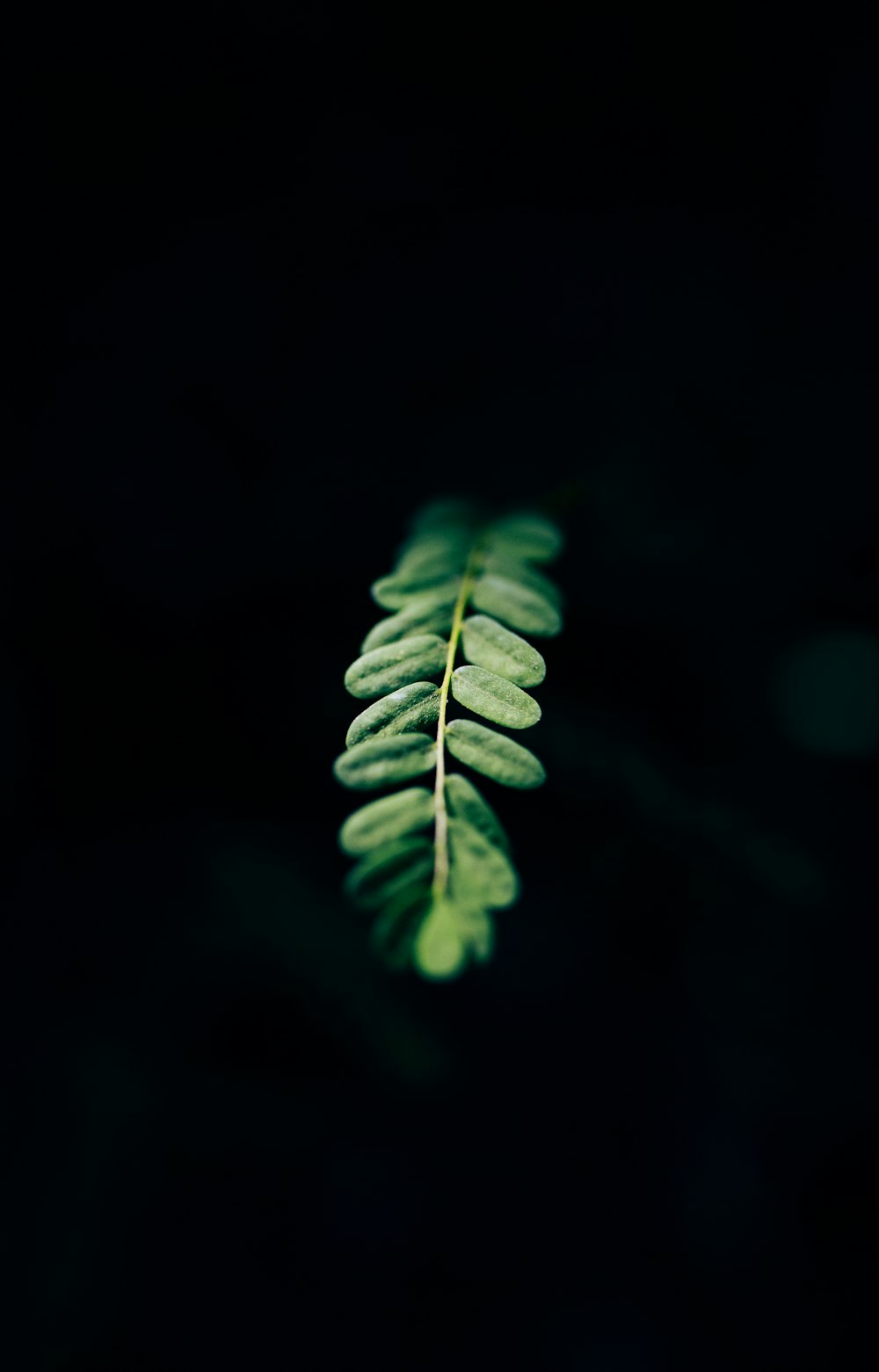 a green leaf on a black background