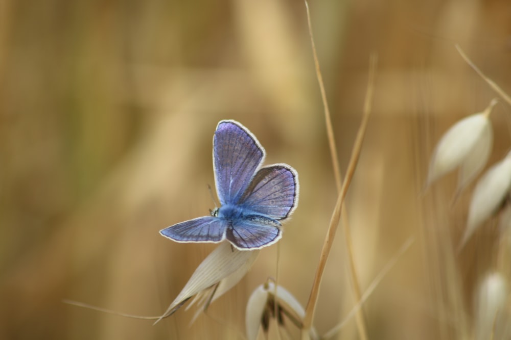 a blue butterfly sitting on top of a plant