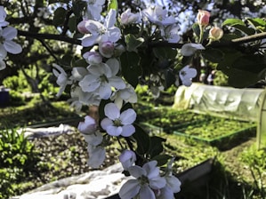 The image features a close-up view of apple blossoms on a branch with a background of a garden. The blossoms are white with hints of pink and the leaves are green. In the background, there are structures covered with transparent material, likely for plant protection or a greenhouse.