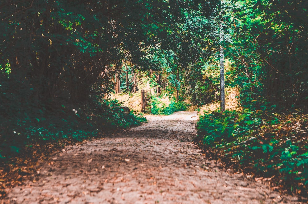 a dirt road in the middle of a forest