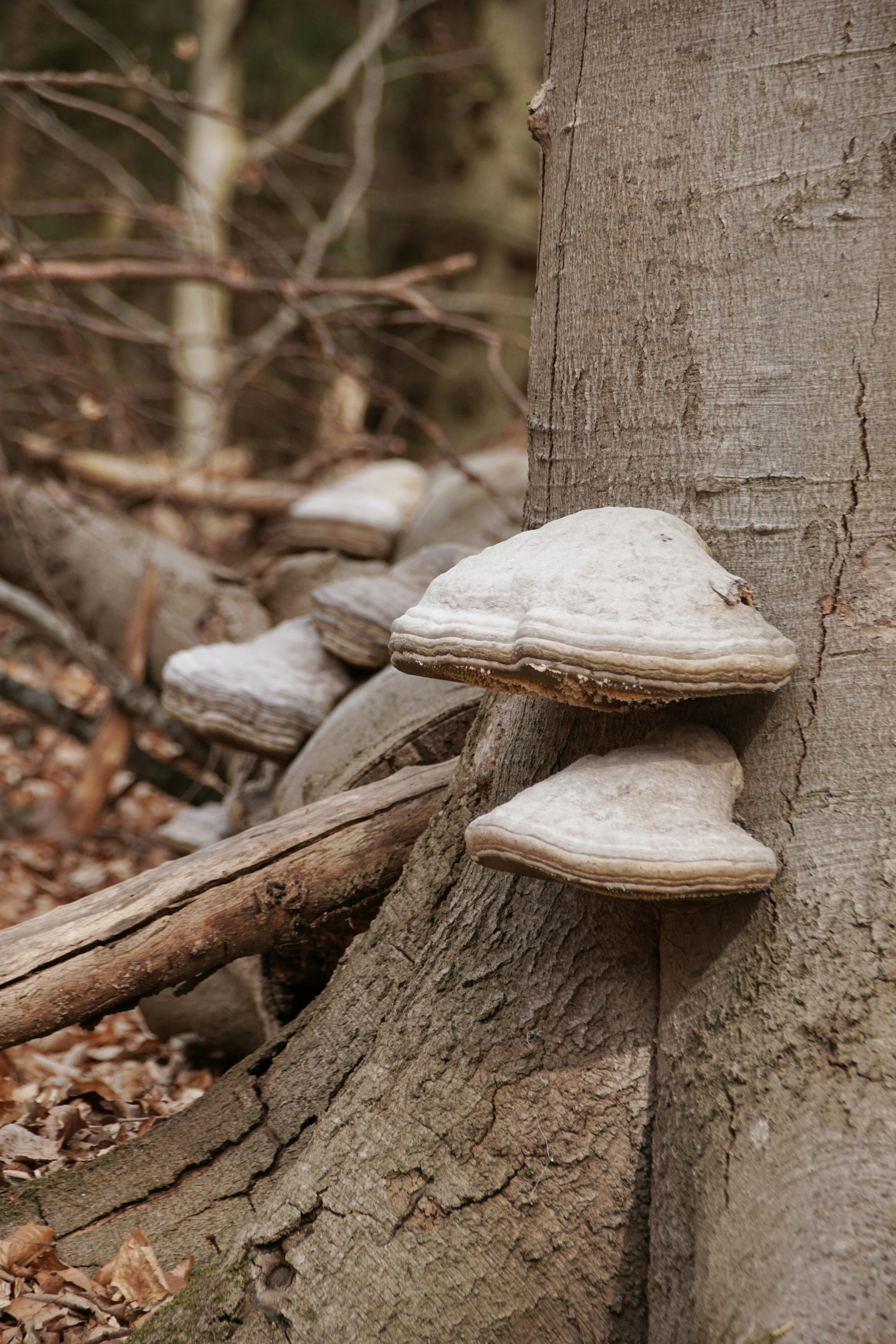 a group of mushrooms growing on the side of a tree
