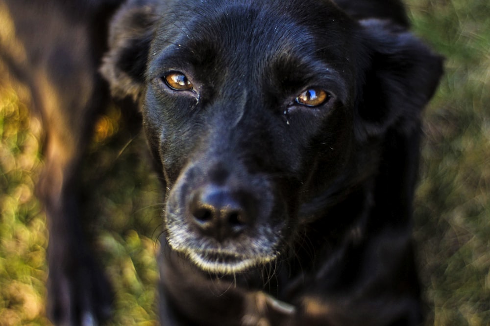 a close up of a black dog looking at the camera