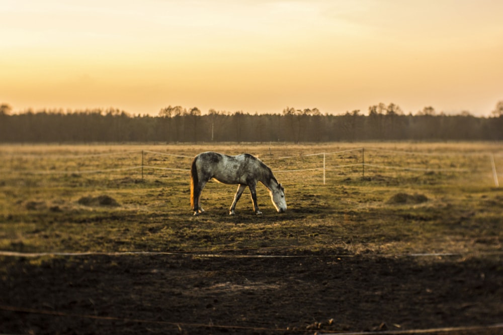 a horse that is standing in the grass