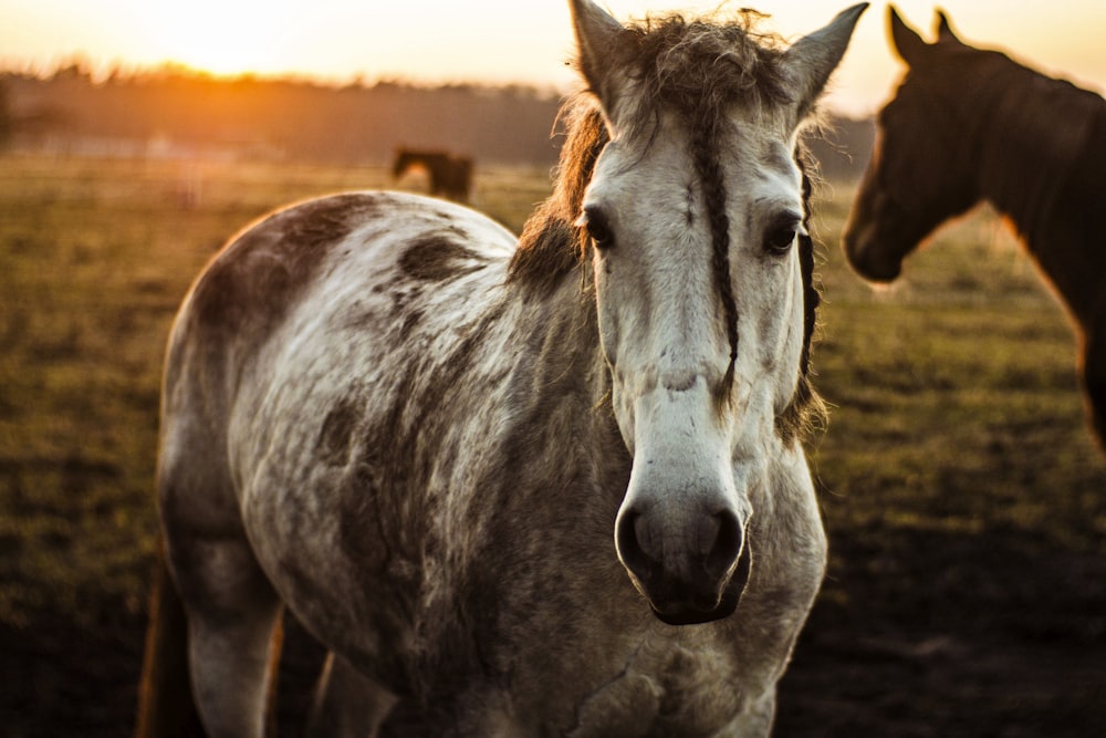 a white horse standing next to a brown horse