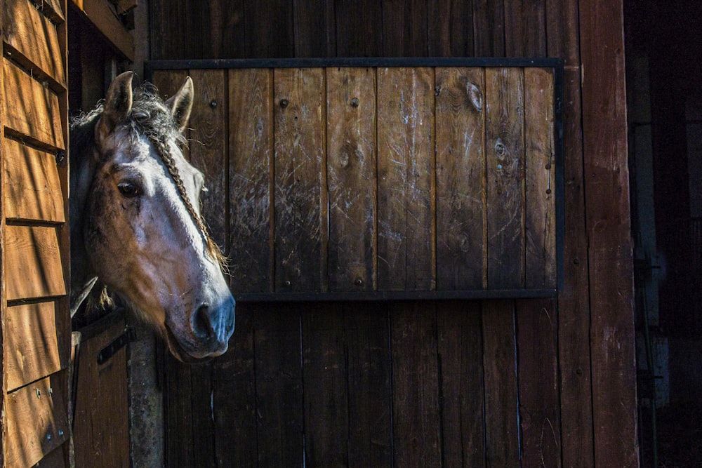 a horse sticking its head out of a stable