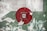 A red fire alarm button is set against a weathered wall with peeling paint, featuring shades of green and white.