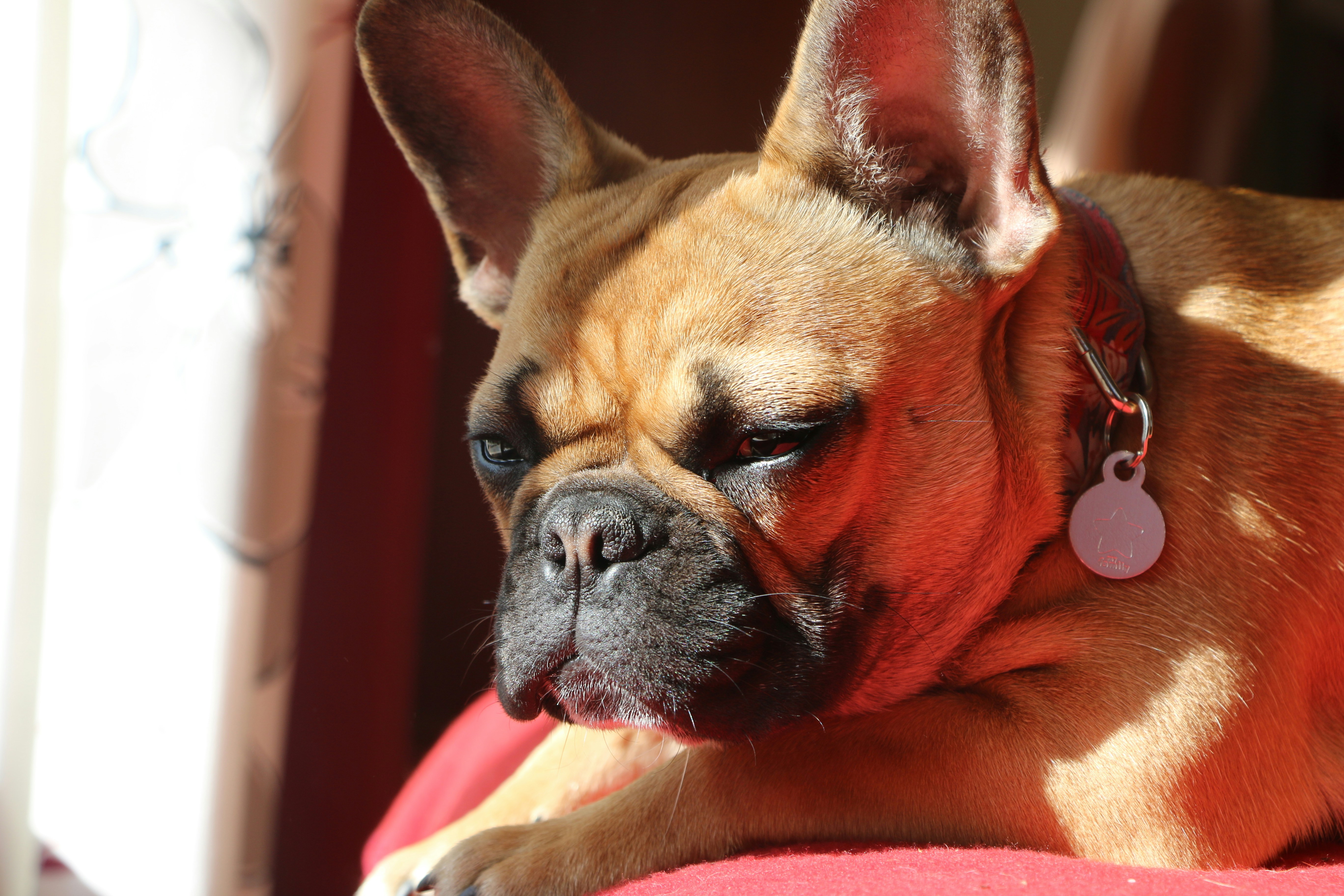 A brown French bulldog resting on a red blanket in sunlight.