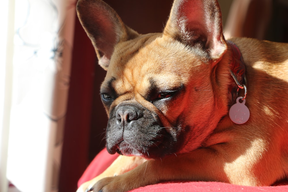 a small brown dog laying on top of a red couch