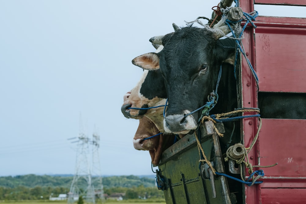 a cow sticking its head out of a red truck