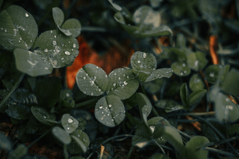 a group of leaves with water droplets on them