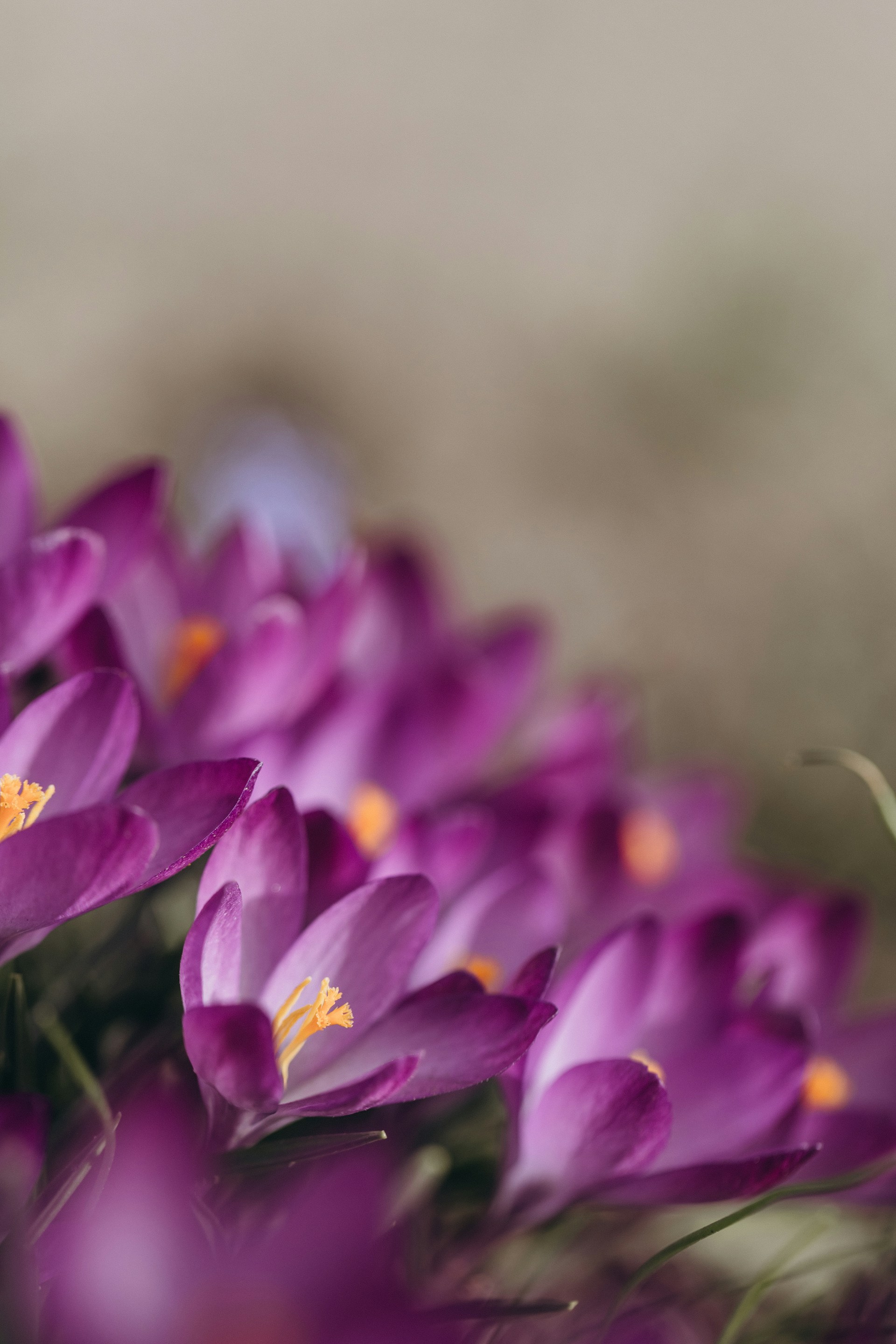a bunch of purple flowers that are in a vase