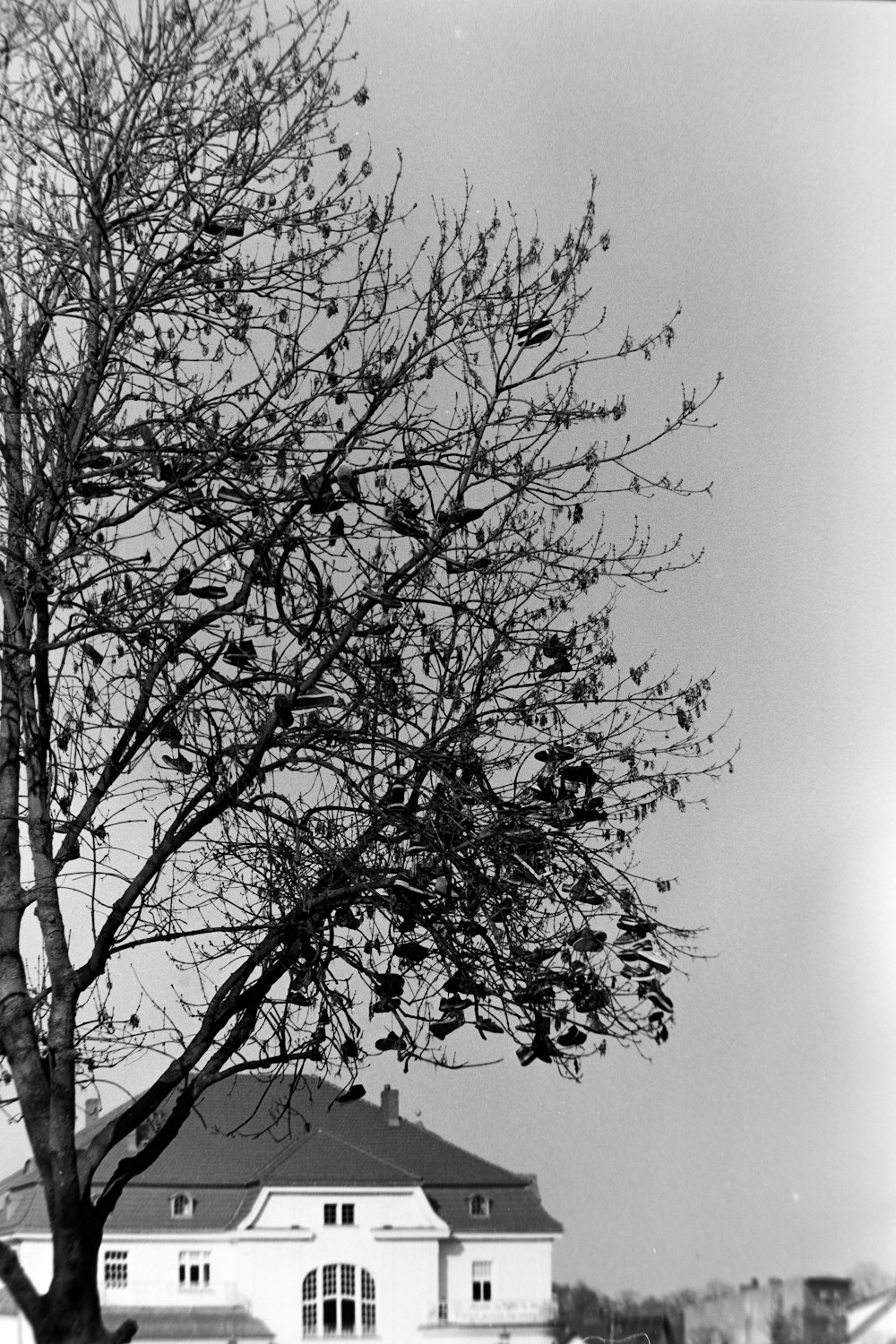 a black and white photo of a tree in front of a house
