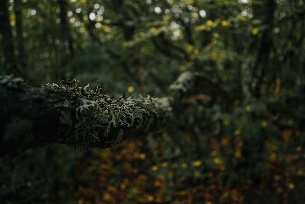 a mossy tree branch in the middle of a forest