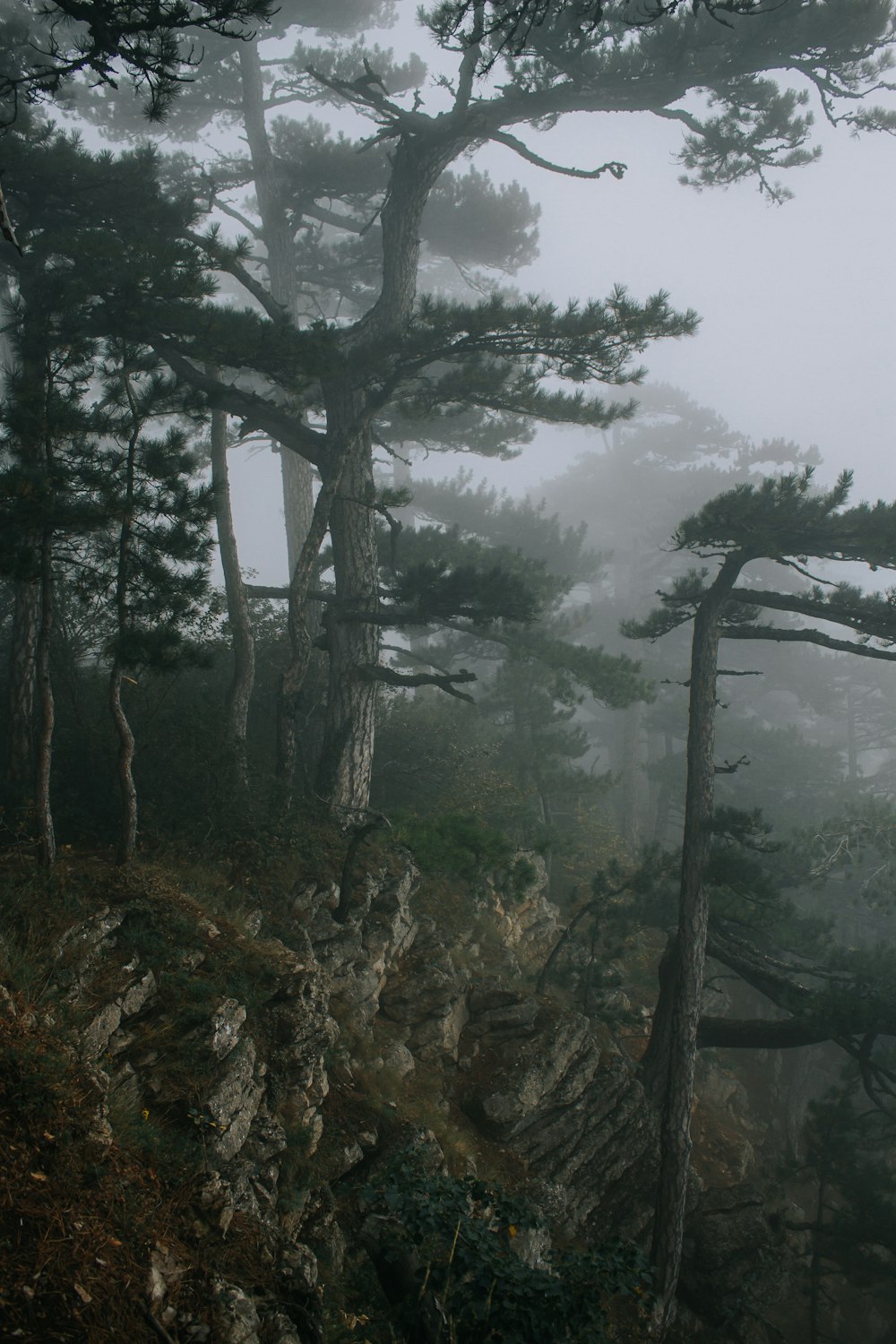 a foggy forest filled with lots of trees