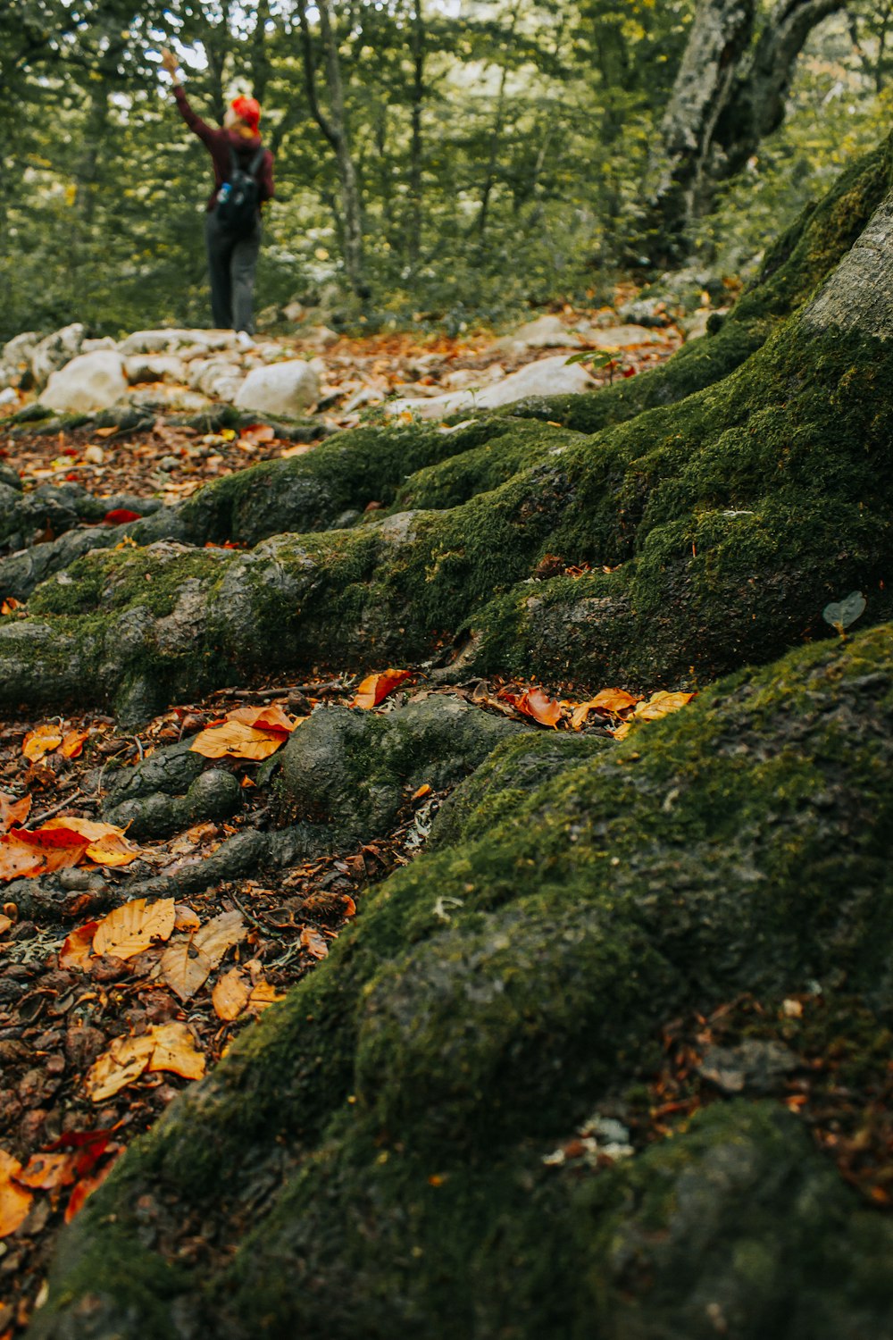 a person standing in the middle of a forest