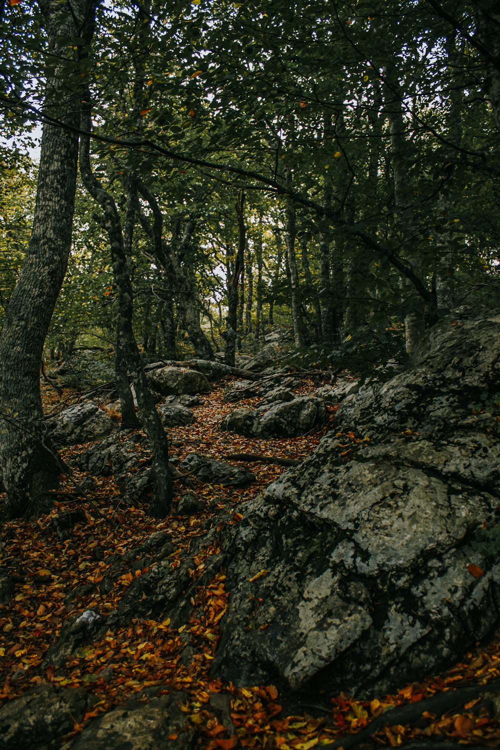 a forest filled with lots of rocks and trees