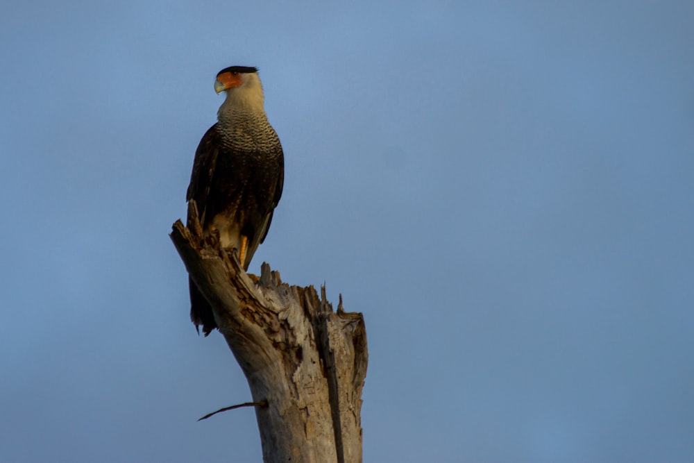 Un oiseau perché au sommet d’un arbre mort